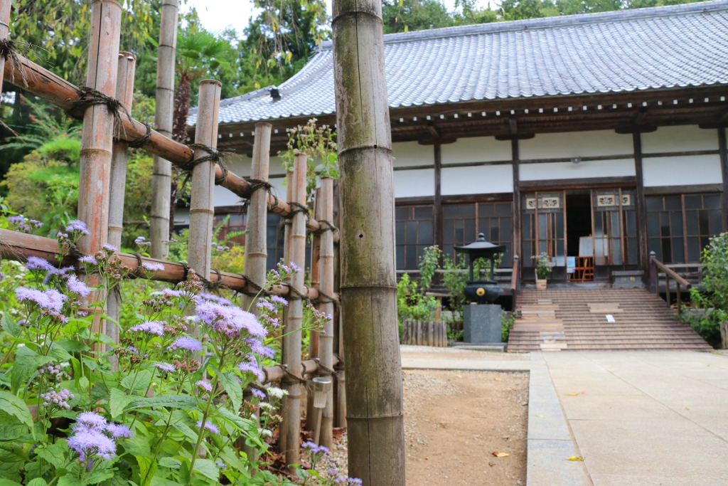 長瀞七草寺藤袴の画像