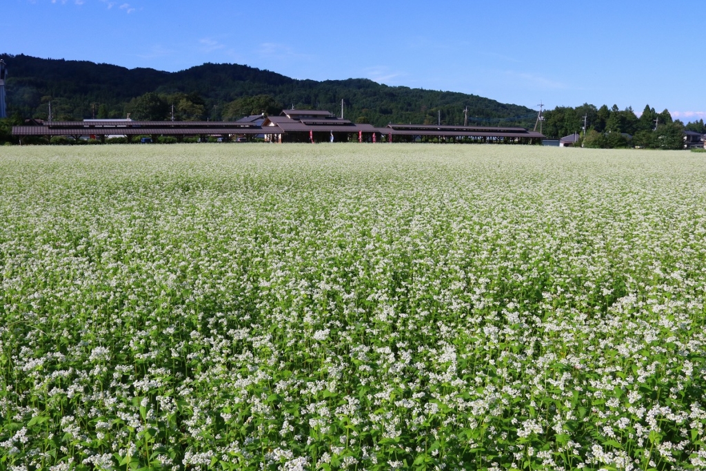 そば処ちちぶ花見の里 そばの花