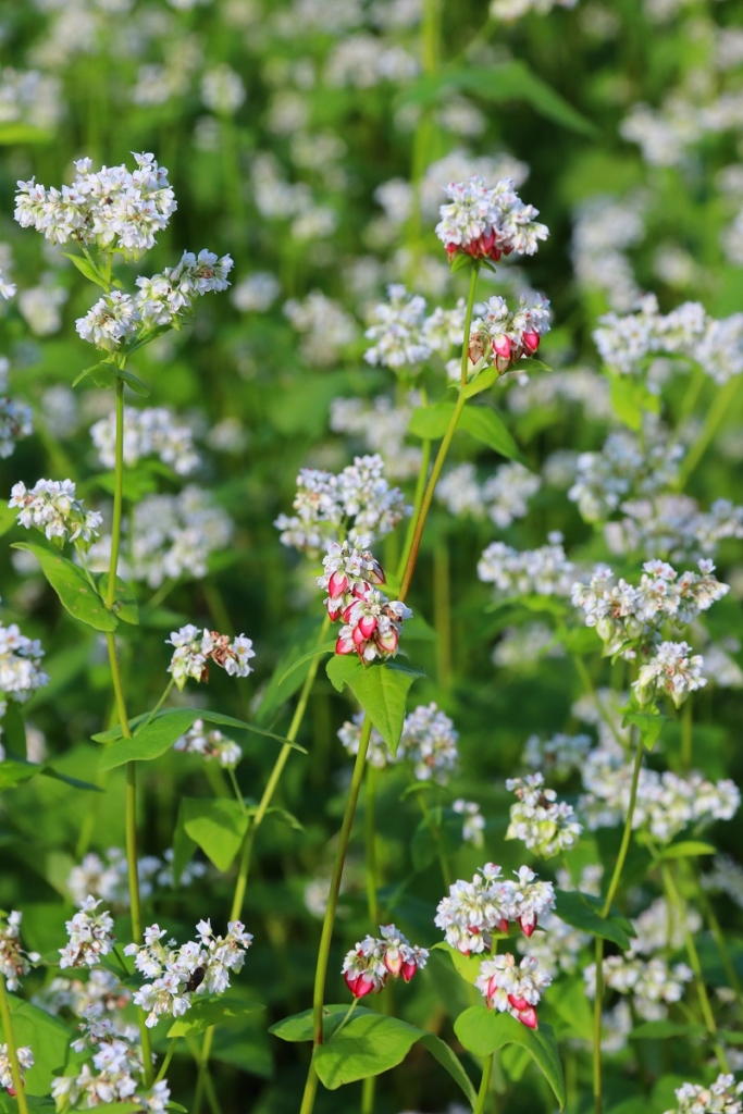 そば処ちちぶ花見の里 そばの花