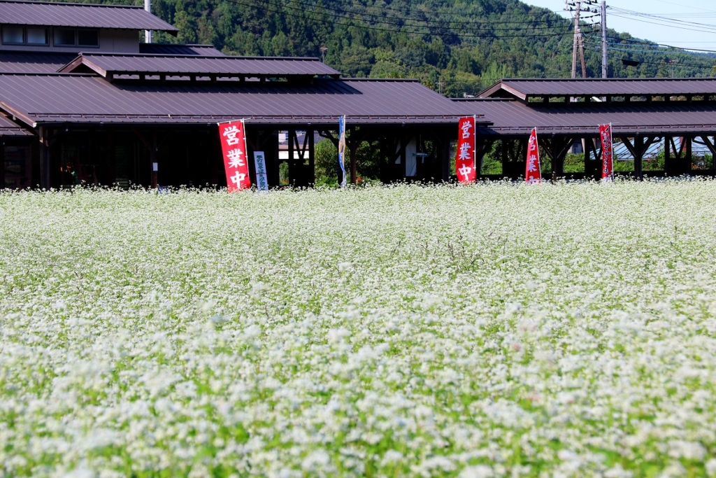 そば処ちちぶ花見の里 そばの花