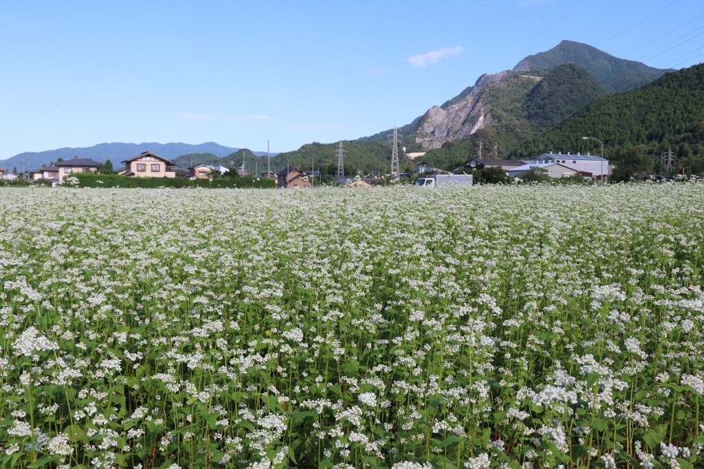 そば処ちちぶ花見の里 そばの花