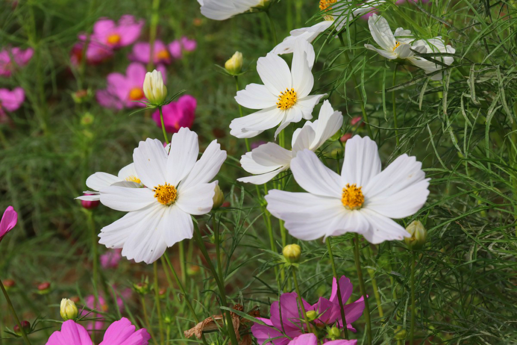 長瀞花の里コスモスの画像