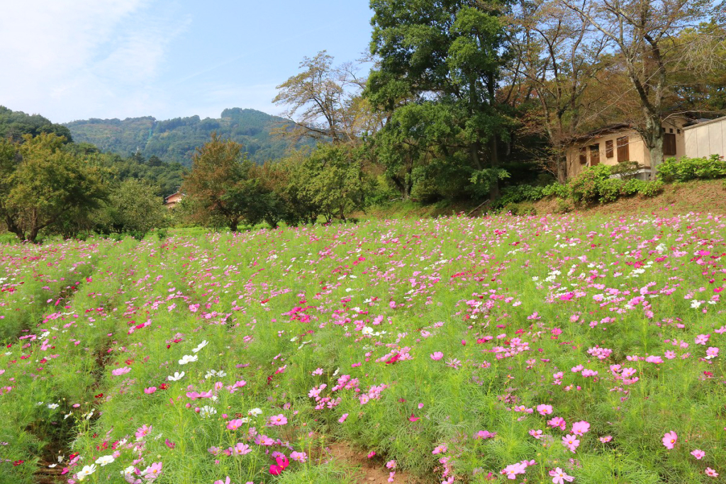 長瀞花の里コスモスの画像