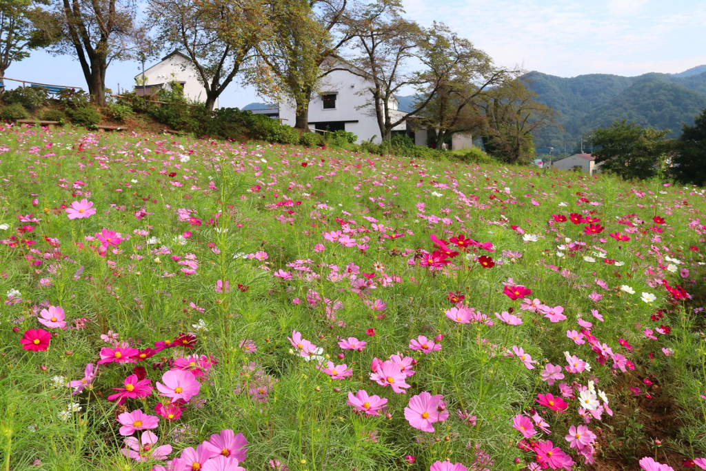 長瀞花の里コスモスの画像