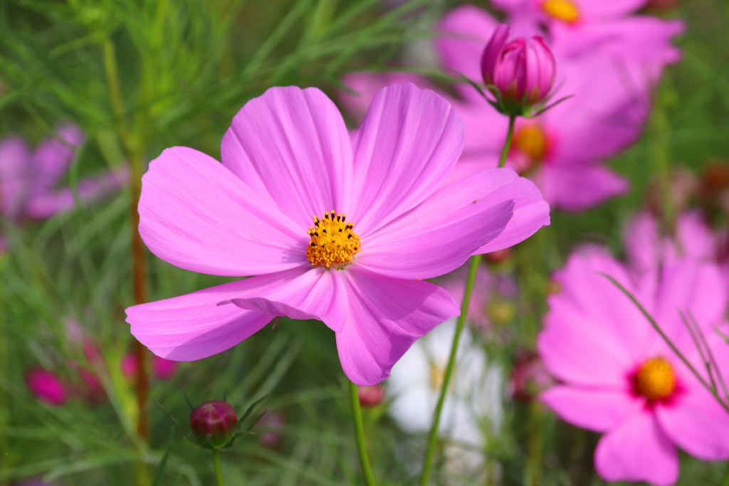 長瀞花の里コスモスの画像