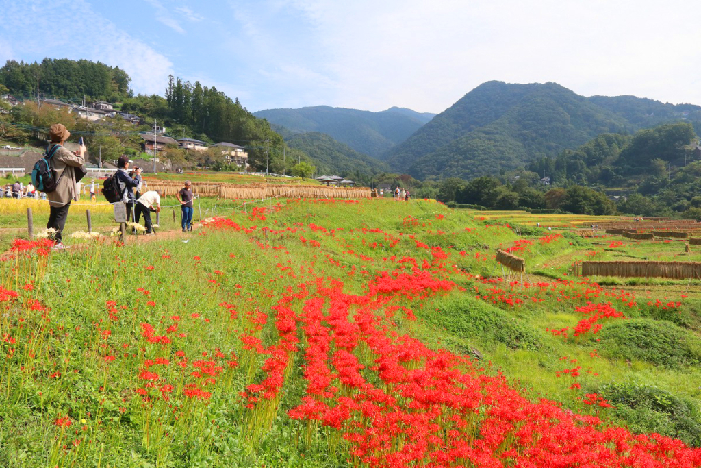 寺坂棚田彼岸花の画像