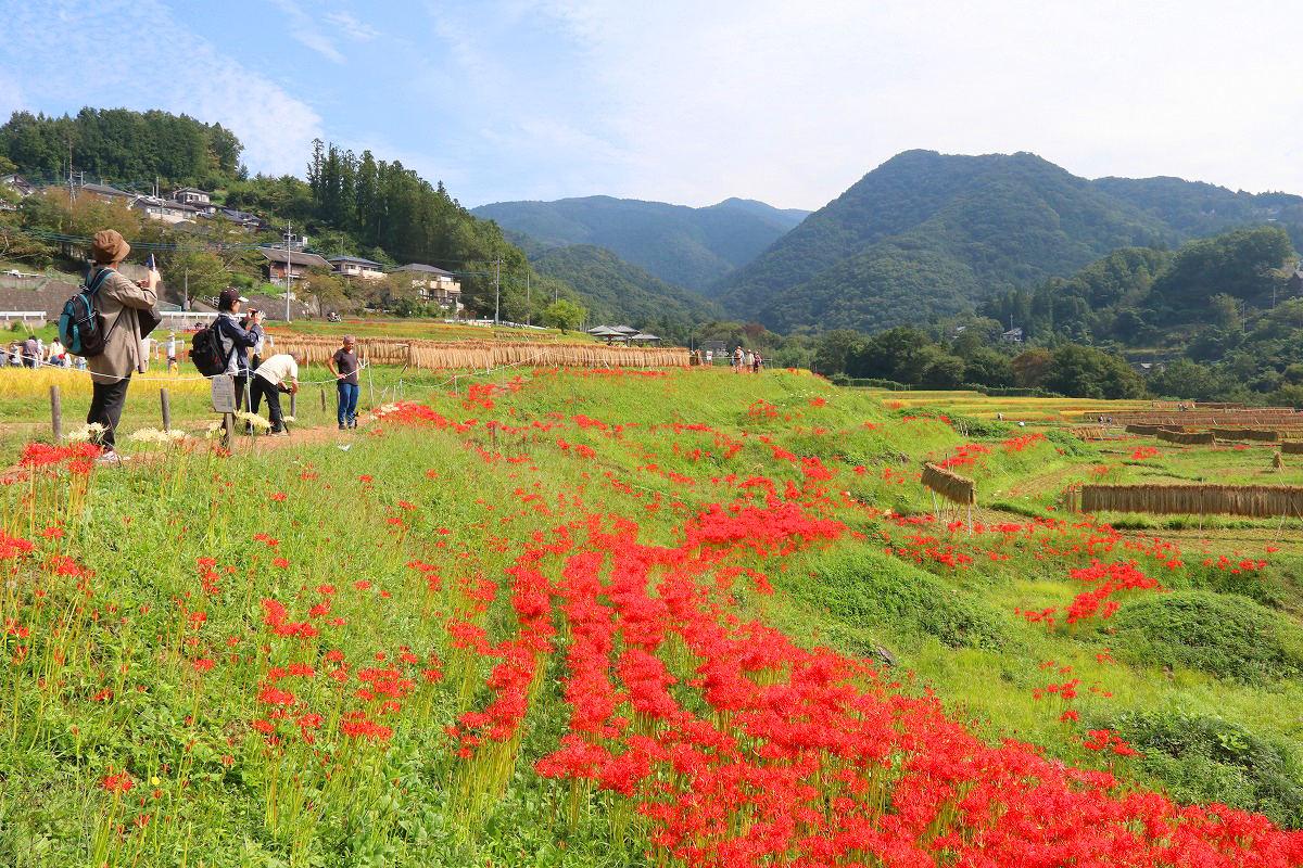 ヒガンバナ Webguide 秩父 トピックス 花 紅葉 イベント