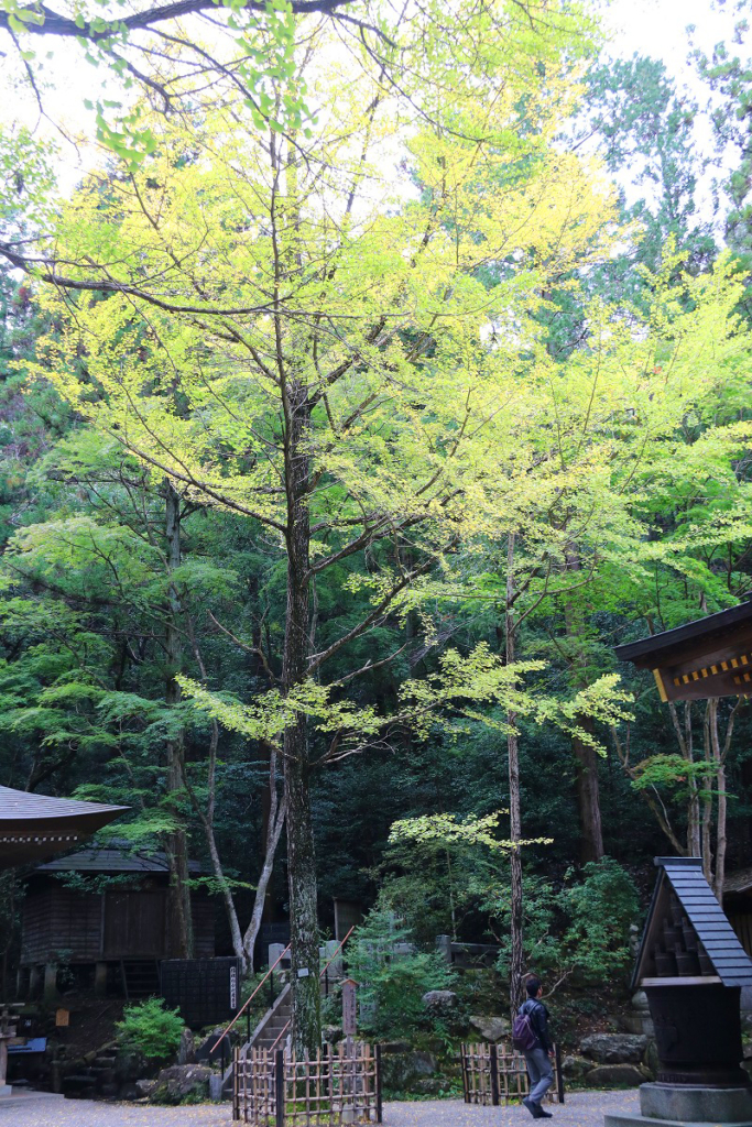 寶登山神社紅葉の画像