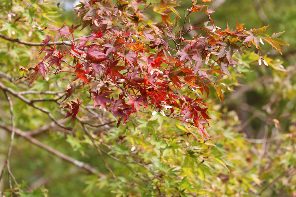 月の石もみじ公園紅葉の画像