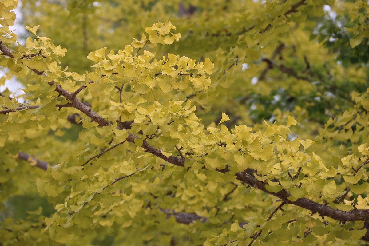 秩父ミューズパーク イチョウ並木 Webguide 秩父 トピックス 花 紅葉 イベント