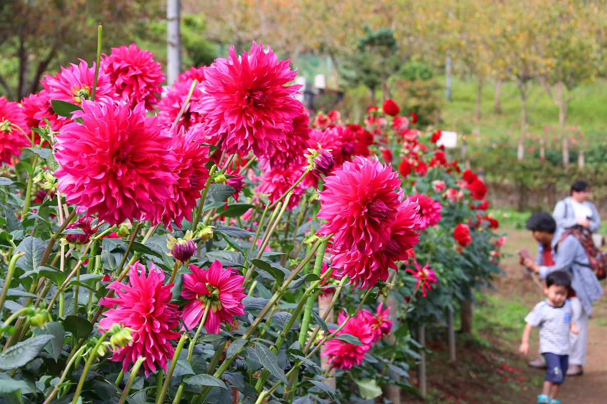 ダリア園 Webguide 秩父 トピックス 花 紅葉 イベント