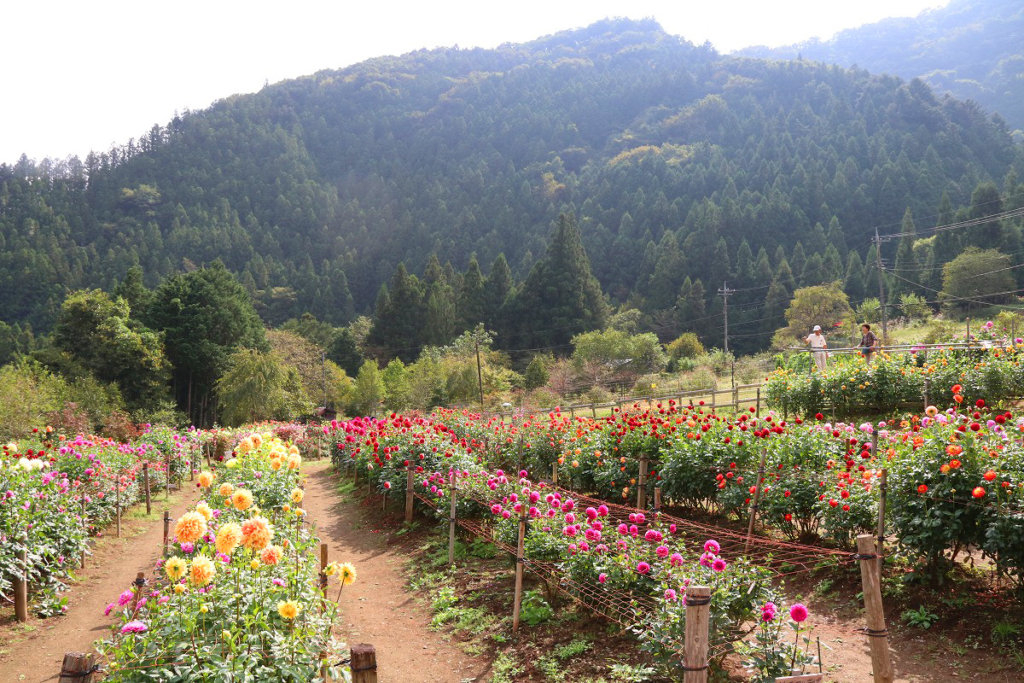 両神山麓花の郷ダリア園の画像