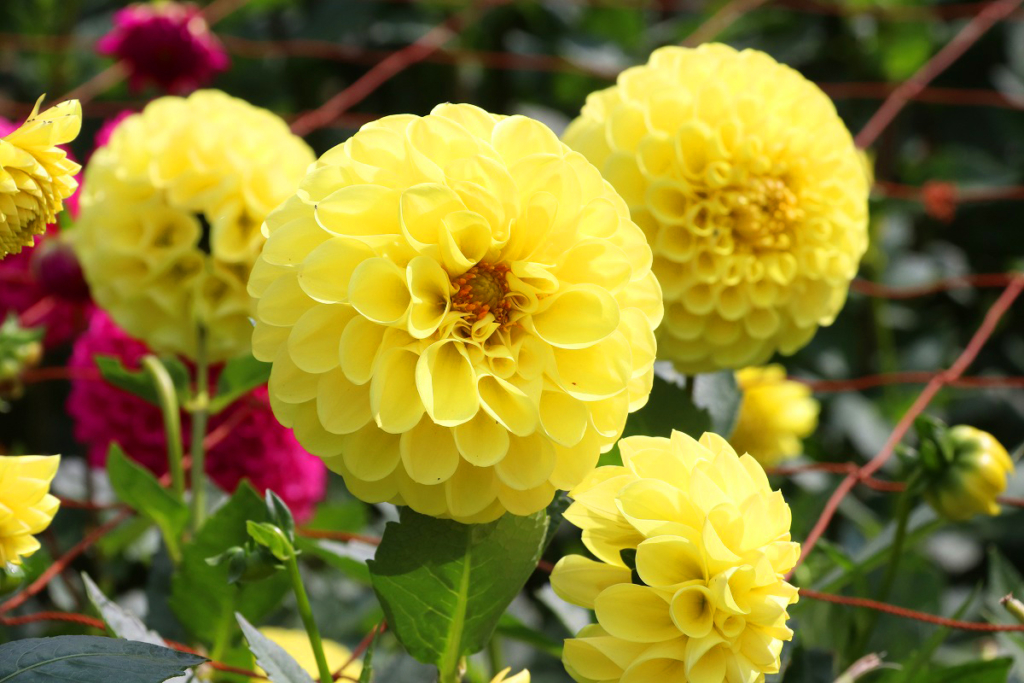 両神山麓花の郷ダリア園の画像