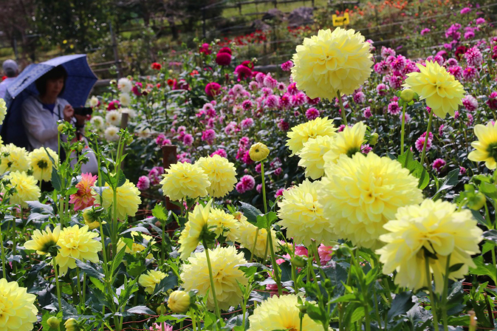 両神山麓花の郷ダリア園の画像