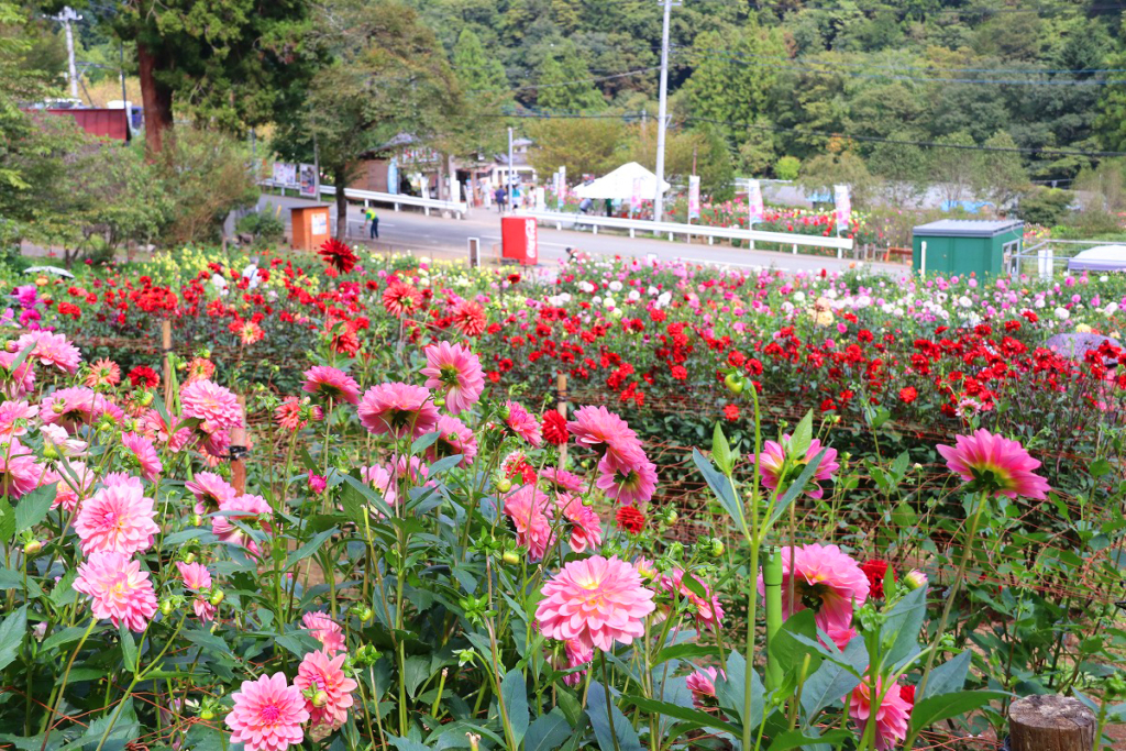 両神山麓花の郷ダリア園の画像