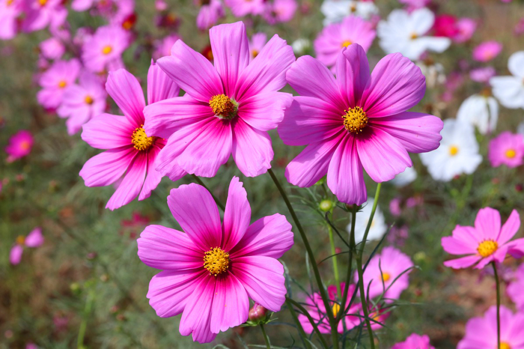 長瀞花の里コスモスの画像