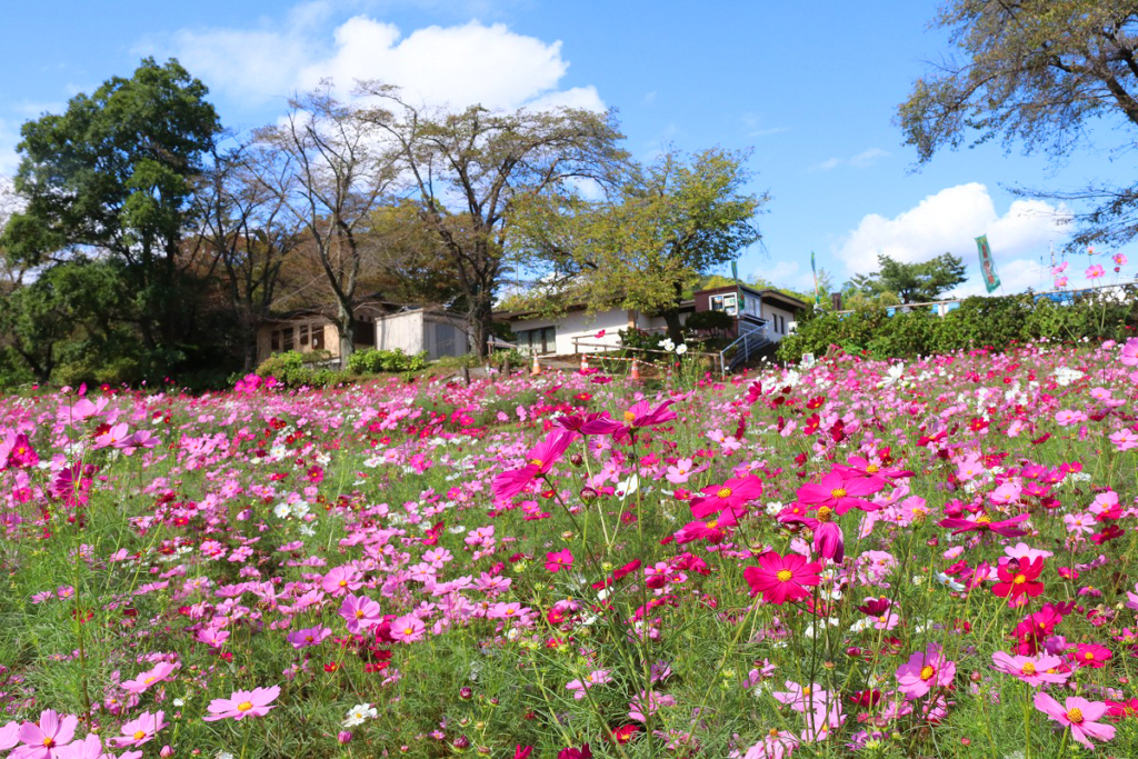 長瀞花の里コスモスの画像