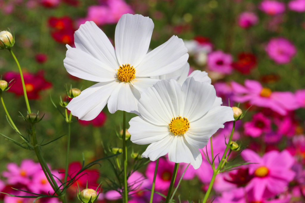 長瀞花の里コスモスの画像