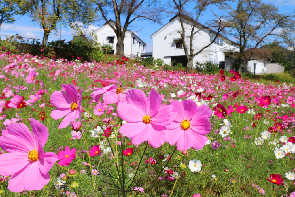 長瀞花の里コスモスの画像