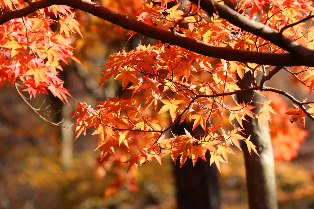 月の石もみじ公園紅葉の画像