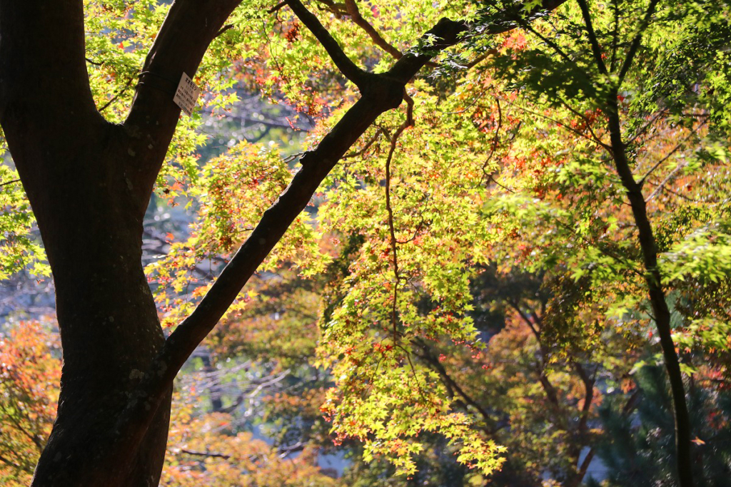 月の石もみじ公園紅葉の画像