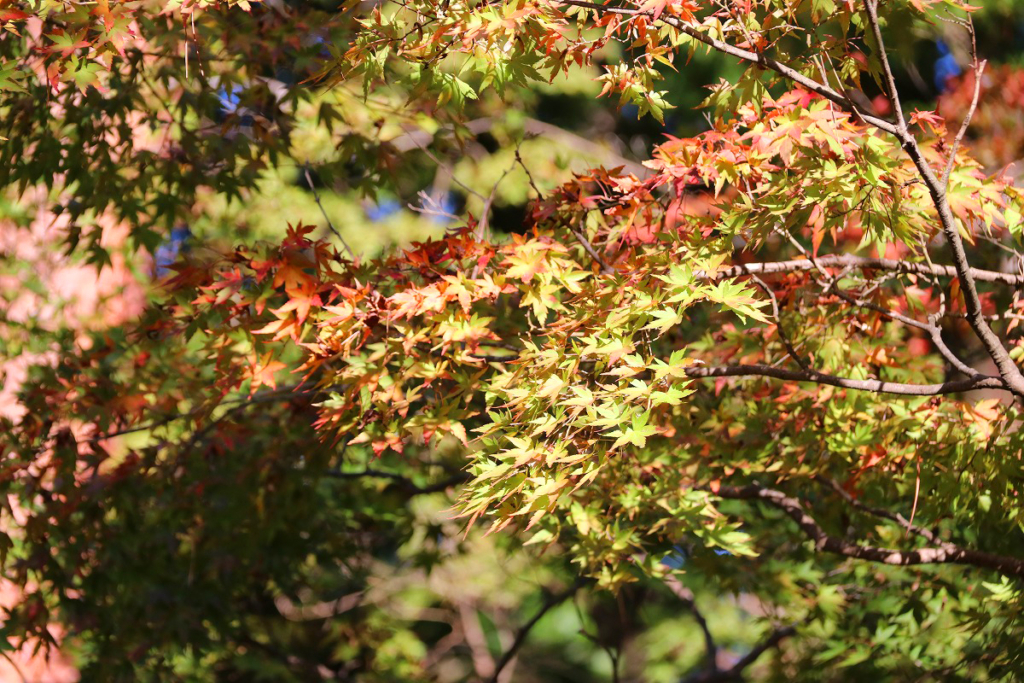 月の石もみじ公園紅葉の画像