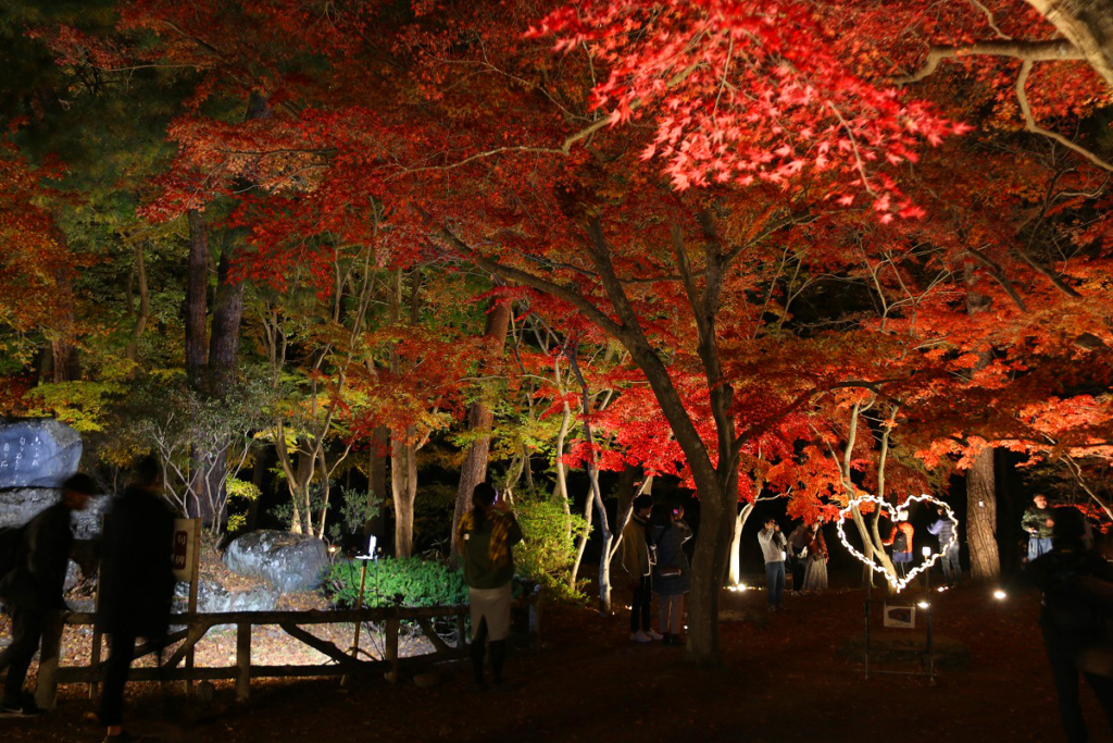 月の石もみじ公園紅葉ライトアップの画像