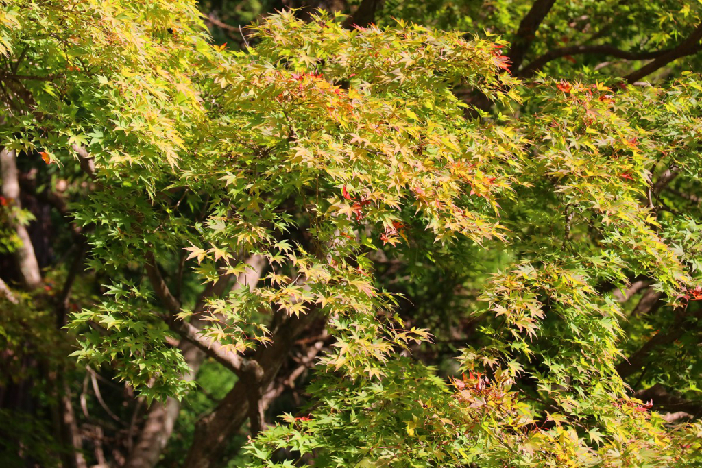 寶登山神社紅葉の画像