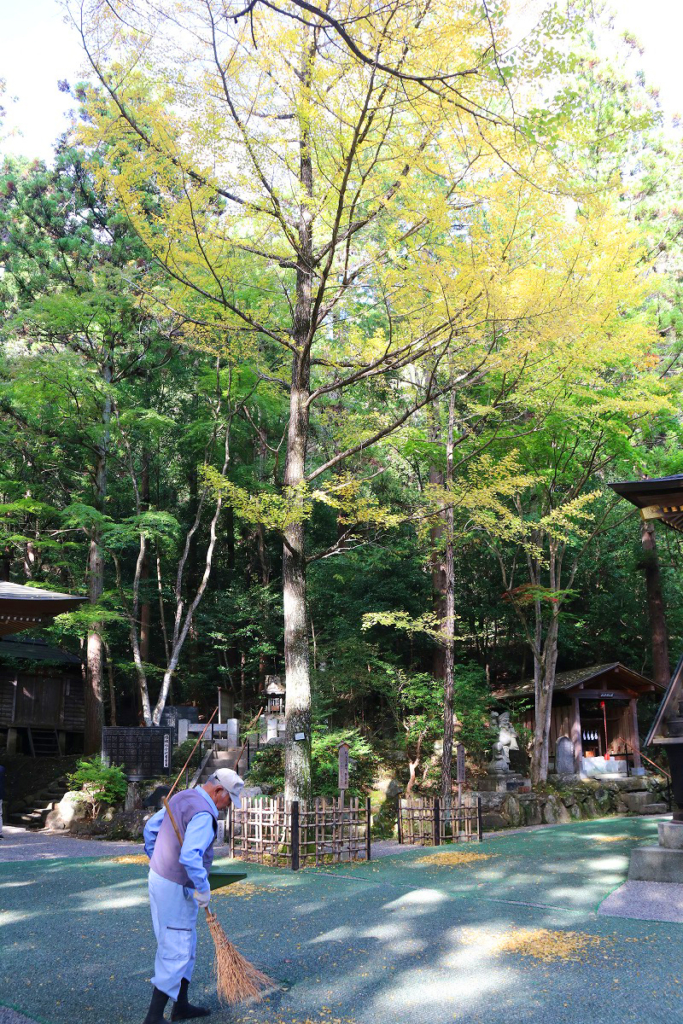 寶登山神社紅葉の画像