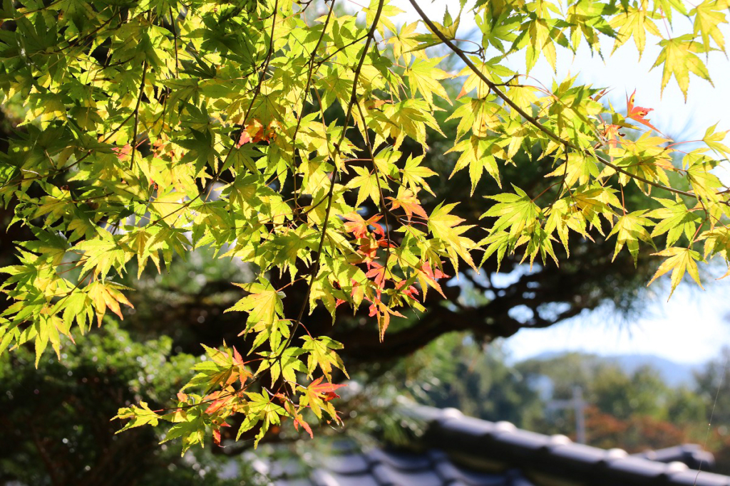 寶登山神社紅葉の画像