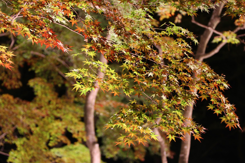 長瀞紅葉ライトアップの画像