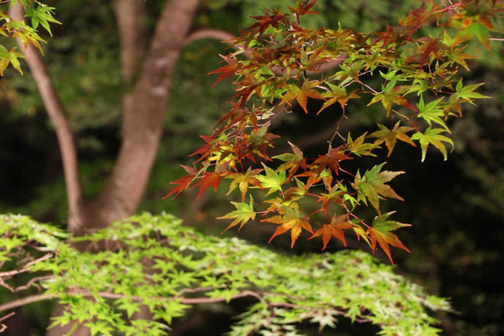 長瀞紅葉ライトアップの画像