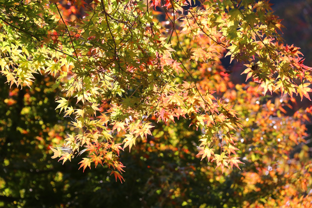 寶登山神社紅葉の画像