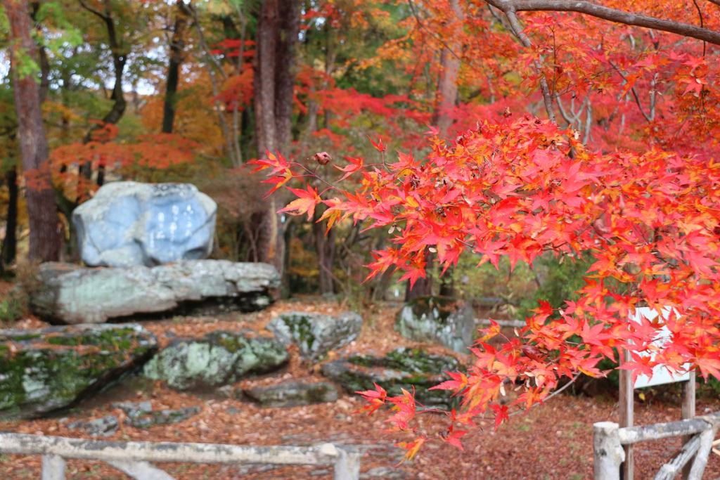 月の石もみじ公園紅葉の画像