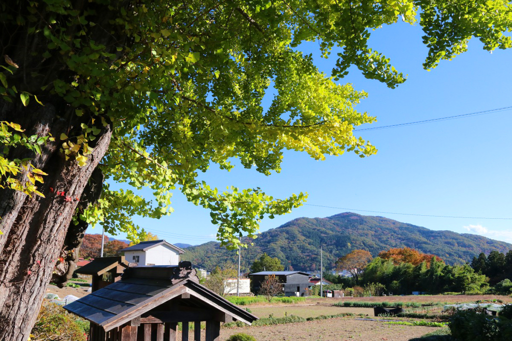 国神の大イチョウの画像