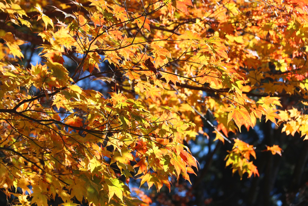 三峯神社周辺紅葉の画像