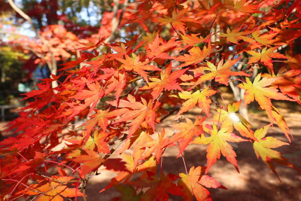 月の石もみじ公園紅葉の画像