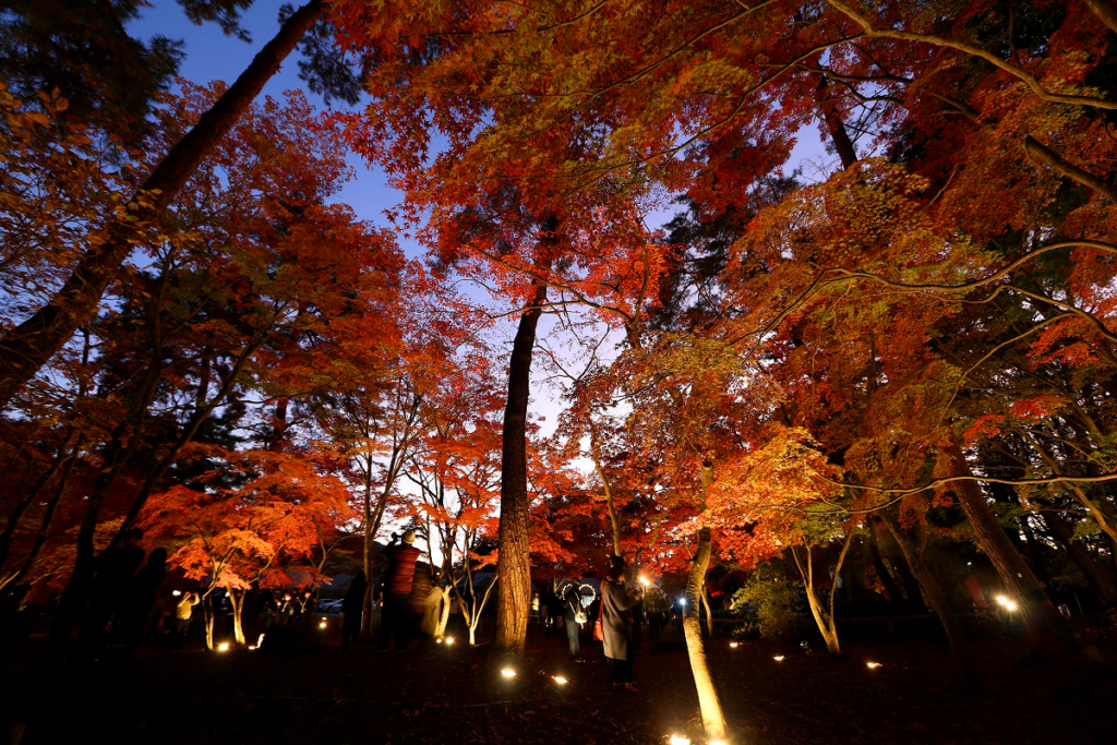 月の石もみじ公園紅葉ライトアップの画像