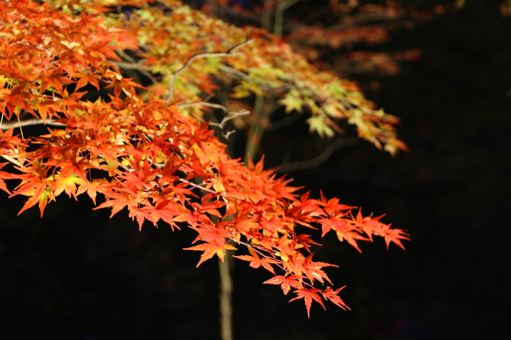 月の石もみじ公園紅葉ライトアップの画像