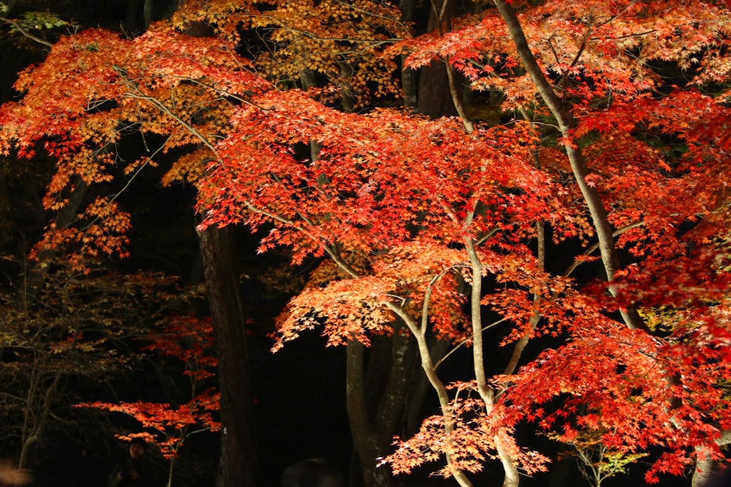 月の石もみじ公園紅葉ライトアップの画像