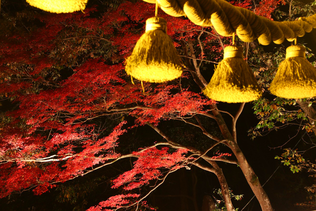 寶登山神社紅葉ライトアップ