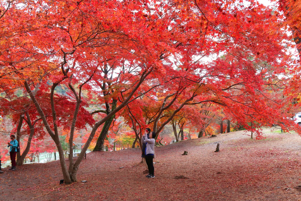 月の石もみじ公園紅葉の画像