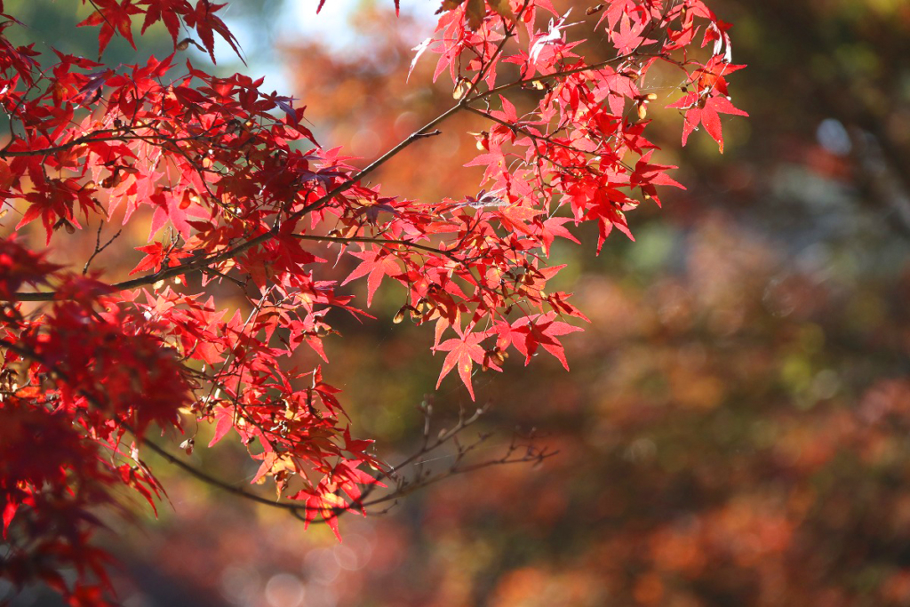 月の石もみじ公園紅葉の画像