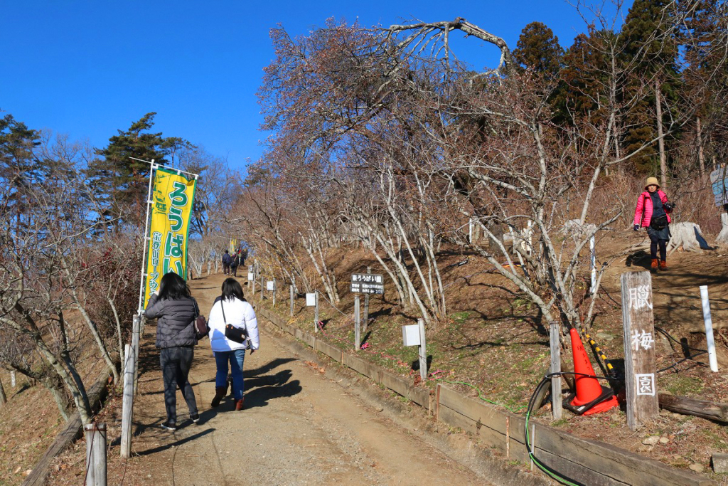 宝登山ロウバイ園の画像