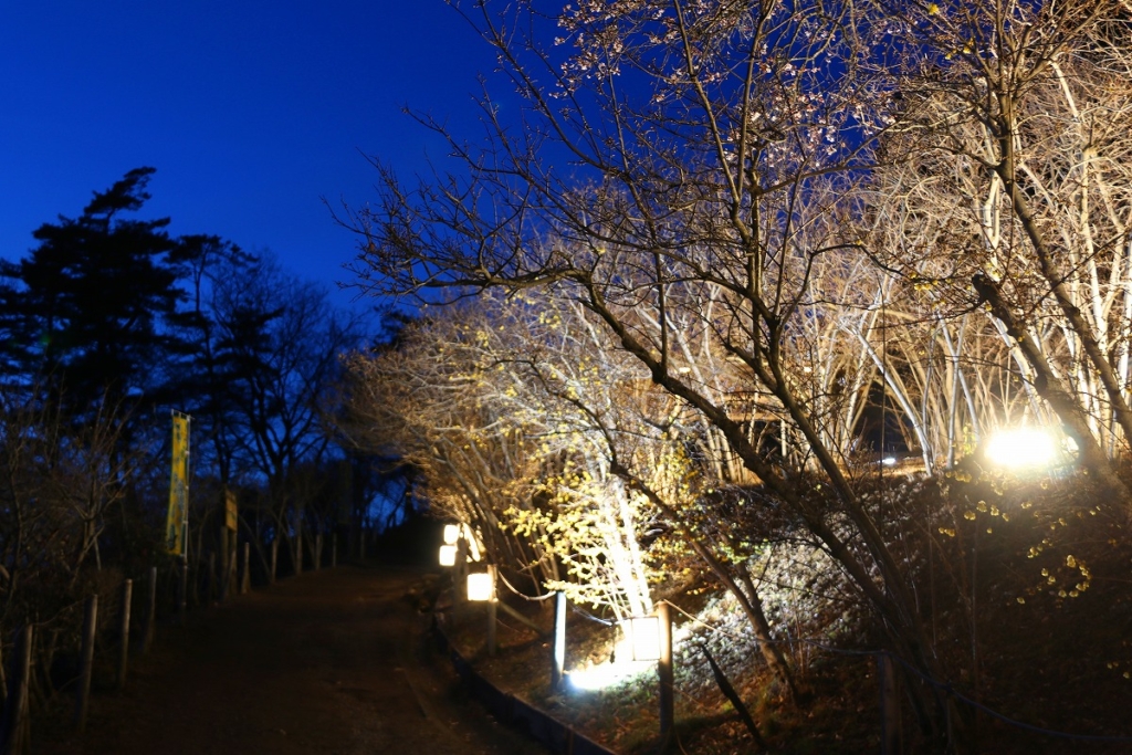 宝登山ロウバイ園ライトアップの画像