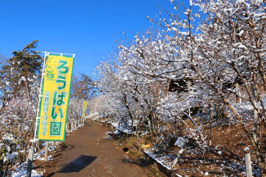 宝登山ロウバイ園の画像