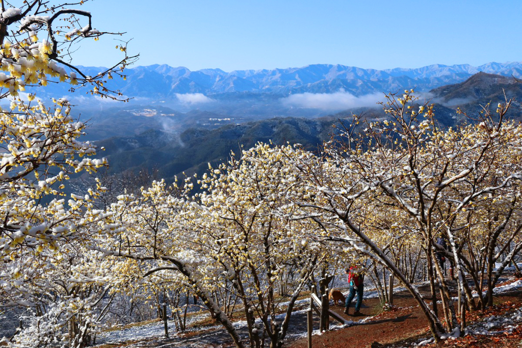 宝登山ロウバイ園の画像