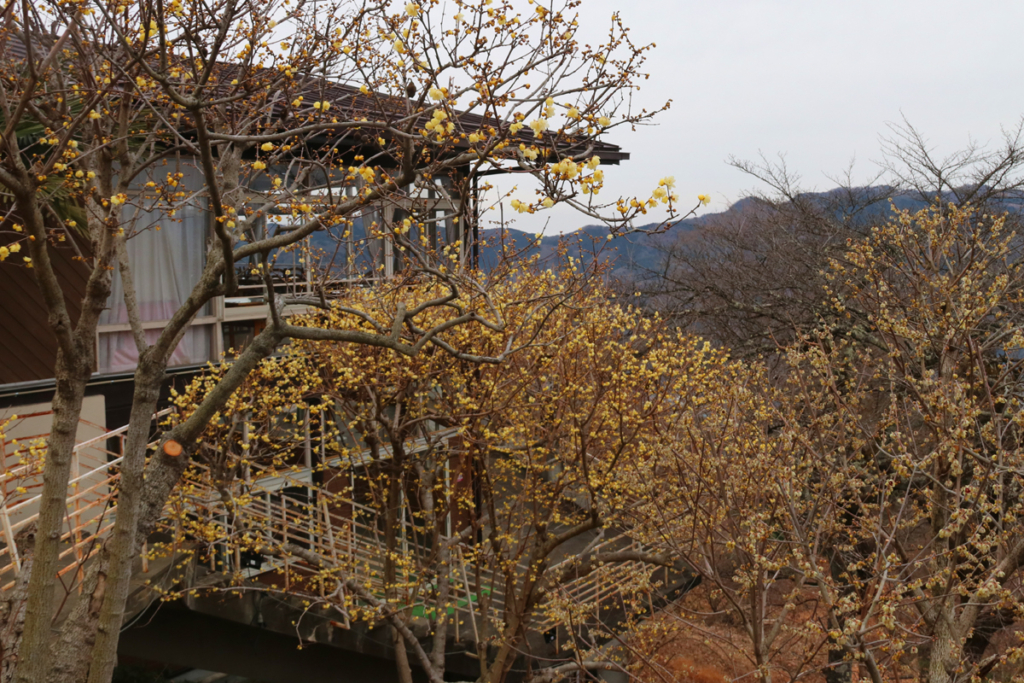 宝登山ロウバイ園の画像