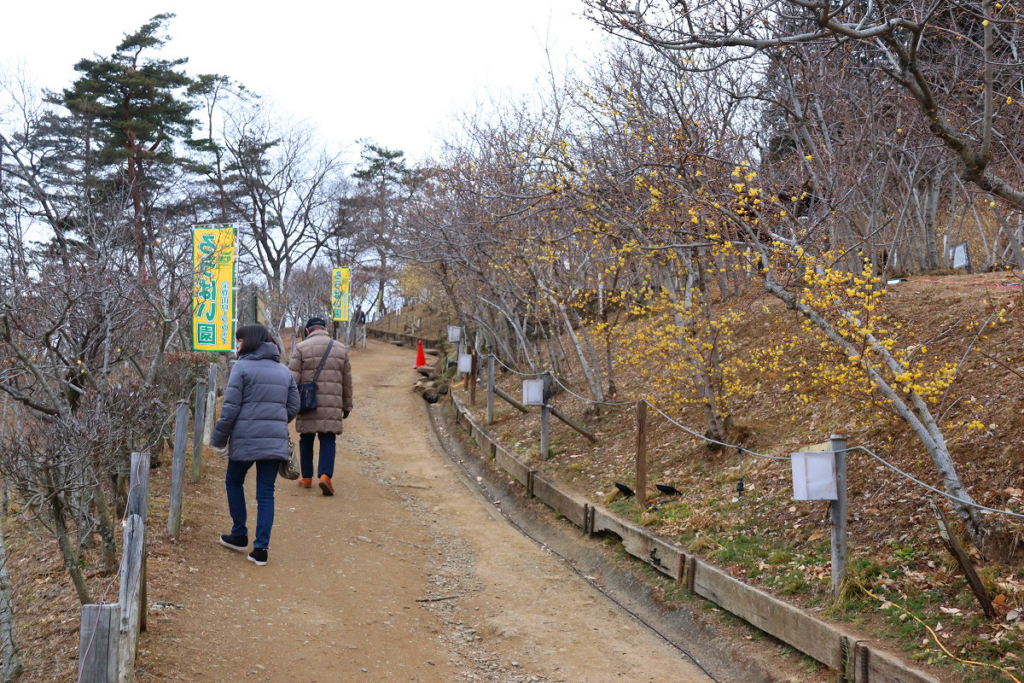 宝登山ロウバイ園の画像