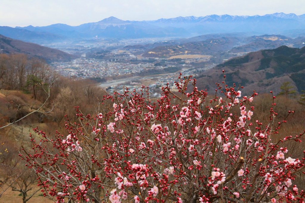 宝登山梅百花園の画像